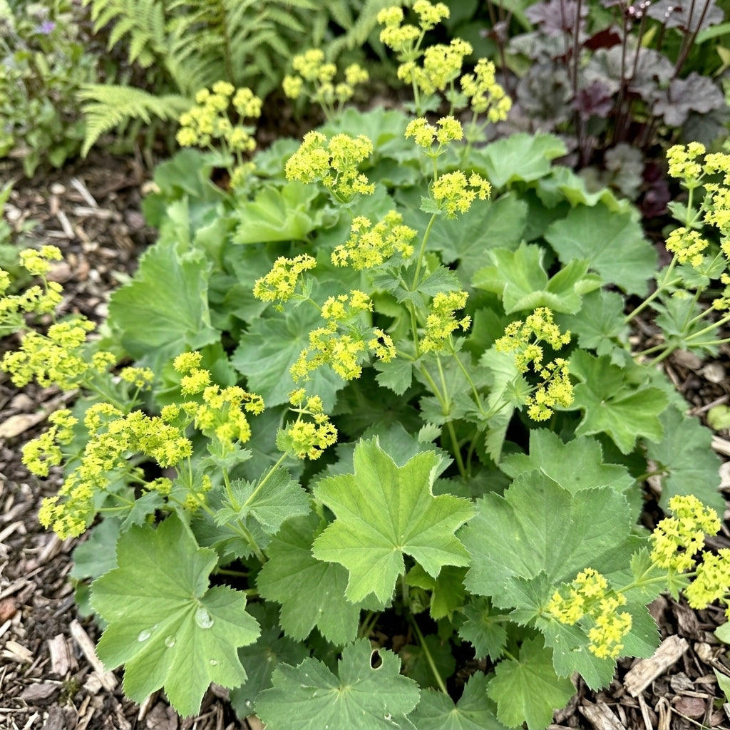 Alchemilla mollis (Lady's Mantle) – perennial garden photograph 2