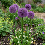 Allium 'Giganteum' (Giant Allium) bulbs - lilac-pink flowers