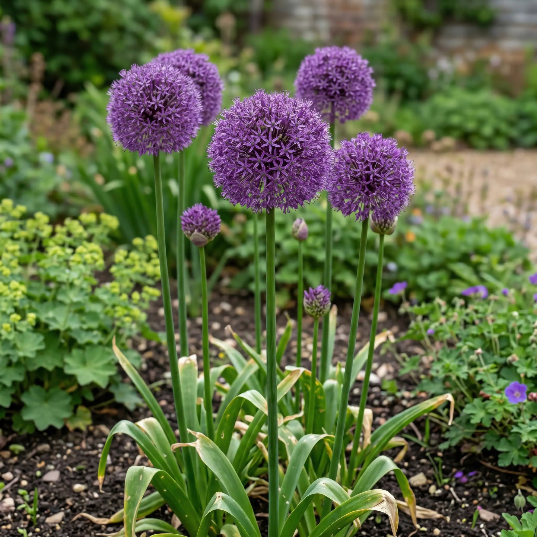 Allium 'Giganteum' (Giant Allium) bulbs - lilac-pink flowers