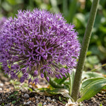Allium 'Giganteum' (Giant Allium) bulbs - lilac-pink flowers