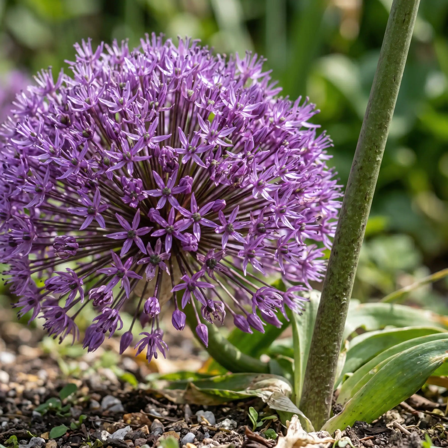 Allium 'Giganteum' (Giant Allium) bulbs - lilac-pink flowers