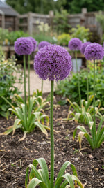 Allium 'Giganteum' (Giant Allium) bulbs - lilac-pink flowers