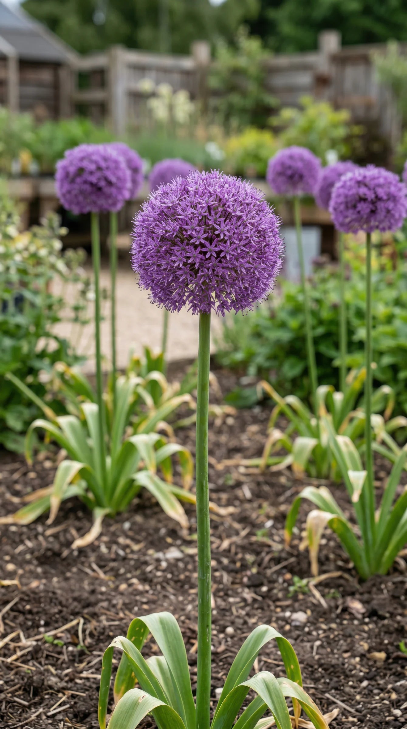Allium 'Giganteum' (Giant Allium) bulbs - lilac-pink flowers