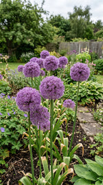Allium 'Giganteum' (Giant Allium) bulbs - lilac-pink flowers