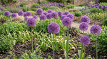 Allium 'Giganteum' (Giant Allium) bulbs - lilac-pink flowers