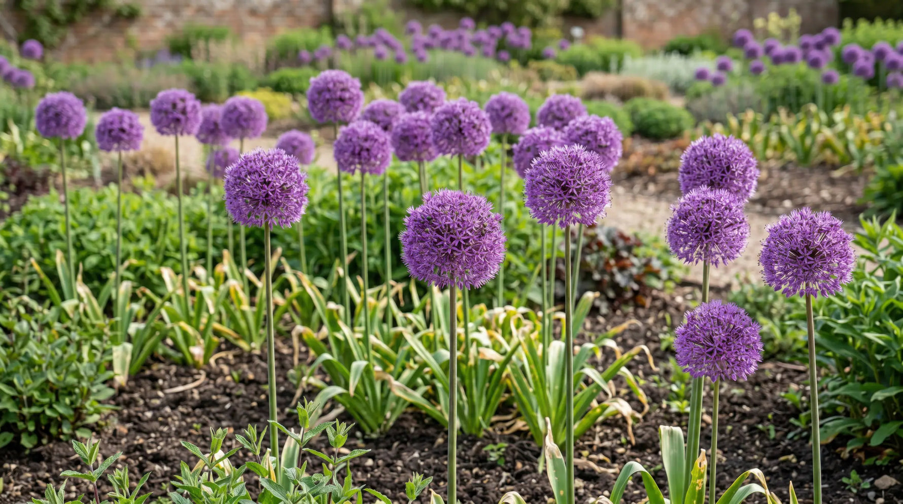 Allium 'Giganteum' (Giant Allium) bulbs - lilac-pink flowers