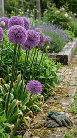 Allium 'Giganteum' (Giant Allium) bulbs - lilac-pink flowers