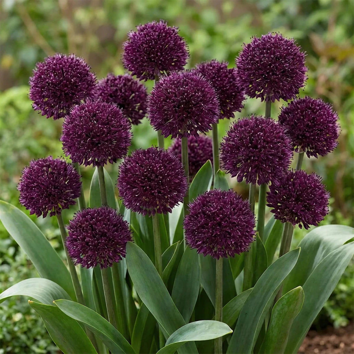 Allium 'Ostara' - Harding & Bloom