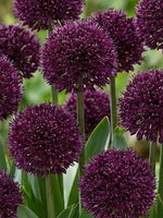 Allium 'Ostara' - Harding & Bloom