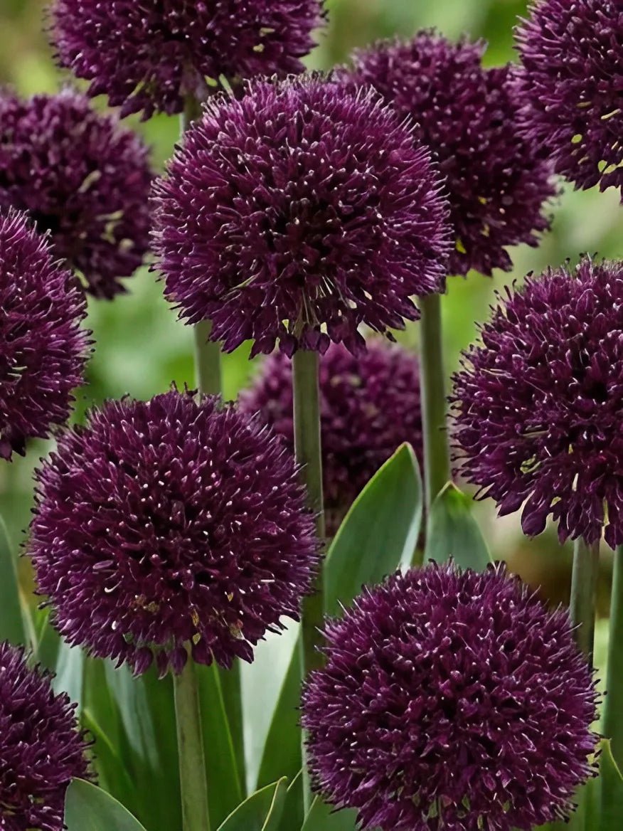 Allium 'Ostara' - Harding & Bloom