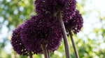 Allium 'Ostara' - Harding & Bloom