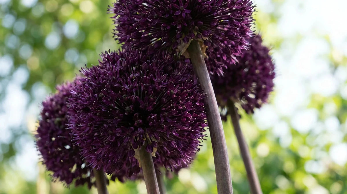 Allium 'Ostara' - Harding & Bloom