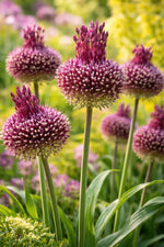 Allium 'Red Mohican' (Amethyst allium) - Harding & Bloom