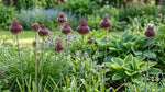 Allium 'Red Mohican' (Amethyst allium) - Harding & Bloom
