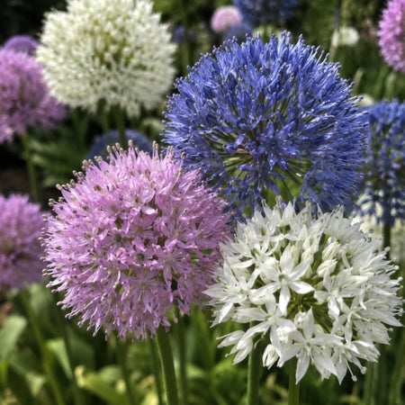 Allium 'Small Flowering Mix' - Harding & Bloom