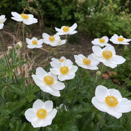 Anemone sylvestris (Windflower) – perennial garden photograph 1