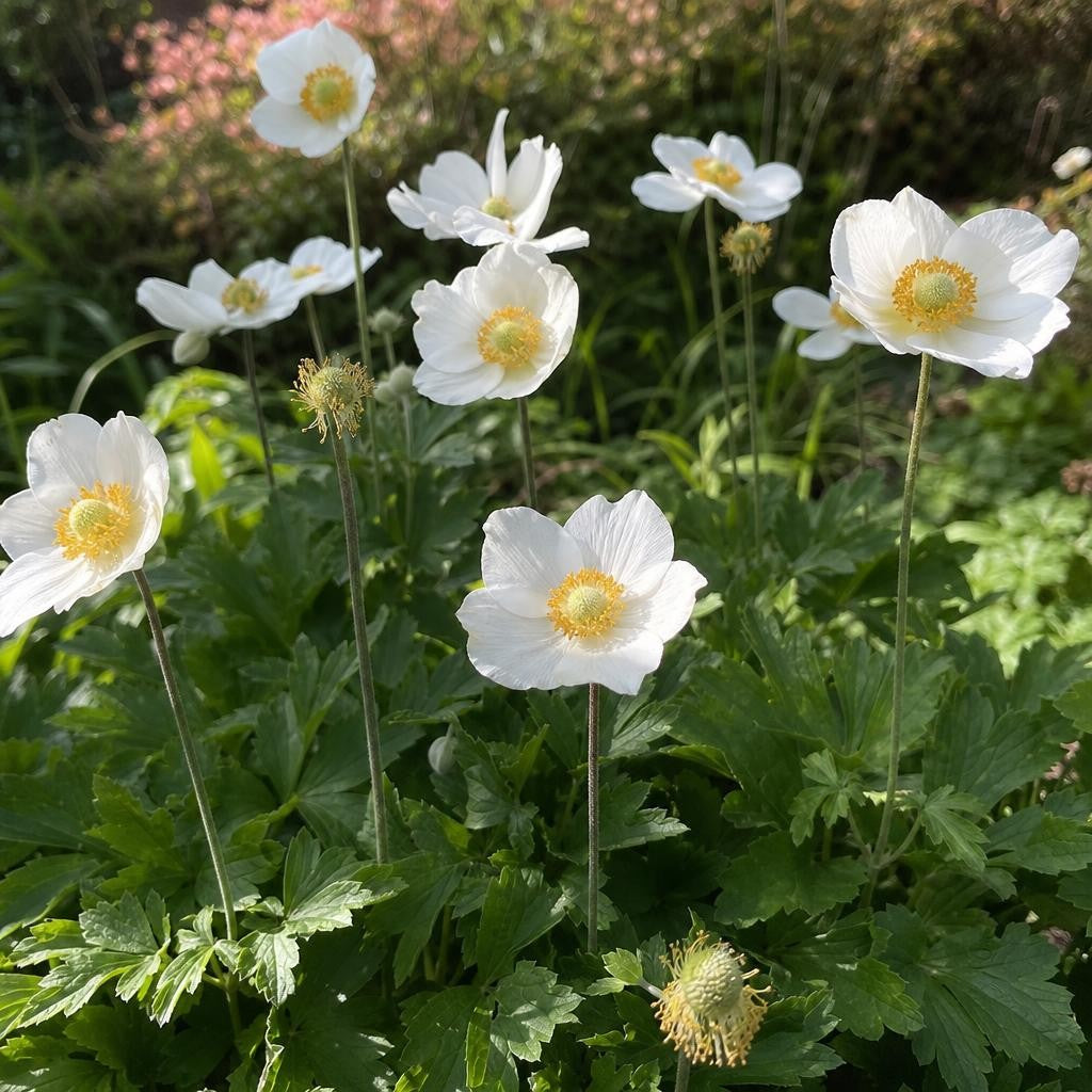 Anemone sylvestris (Windflower) – perennial garden photograph 2