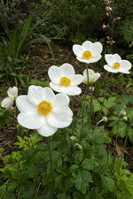 Anemone sylvestris (Windflower) – perennial garden photograph 3