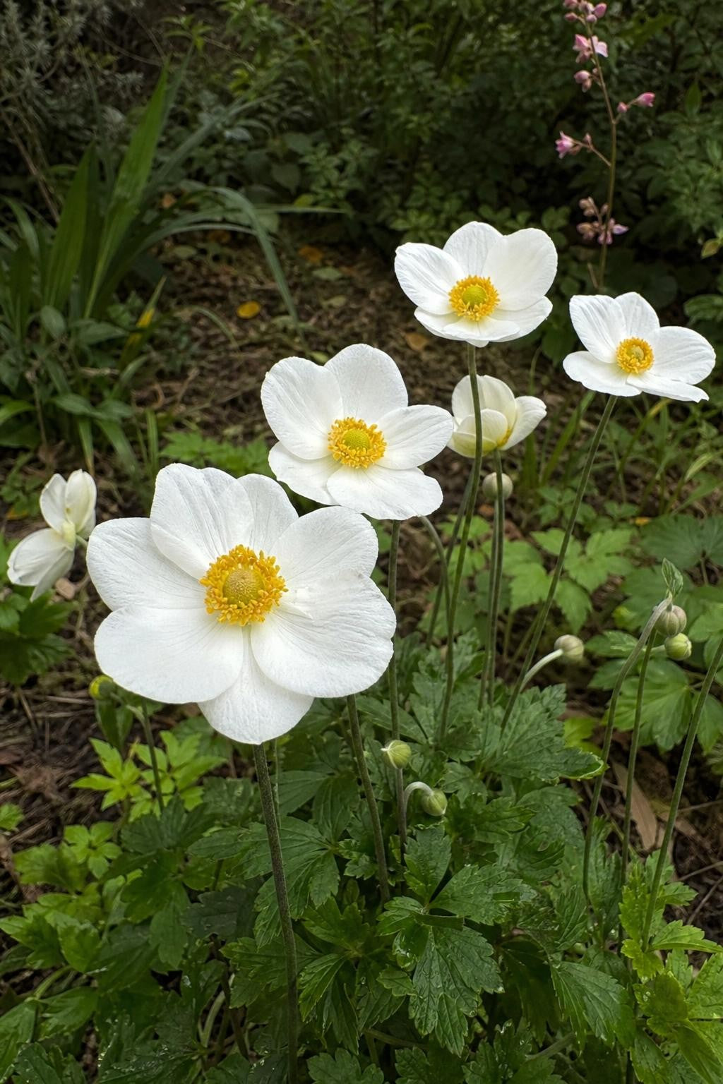 Anemone sylvestris (Windflower) – perennial garden photograph 3