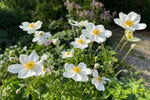 Anemone sylvestris (Windflower) – perennial garden photograph 4
