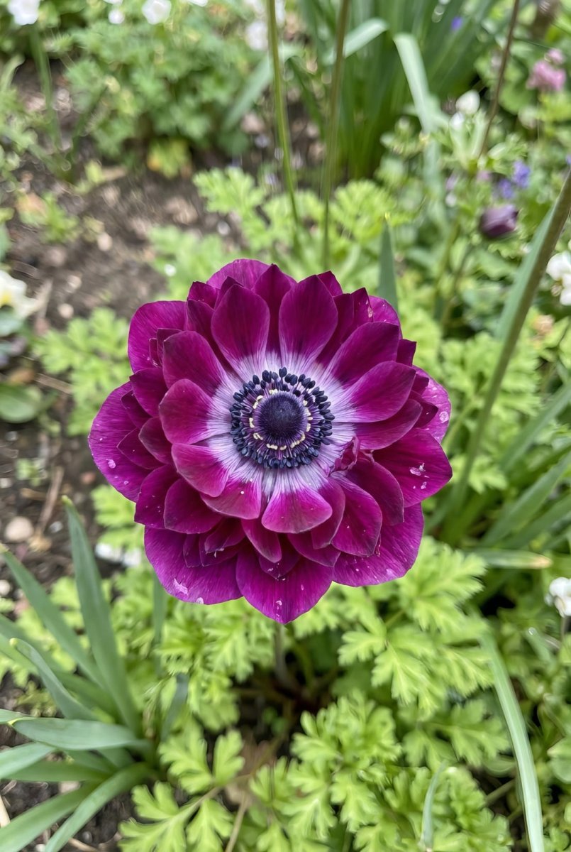 Anemone coronaria 'Levante Wine Double' - Harding & Bloom