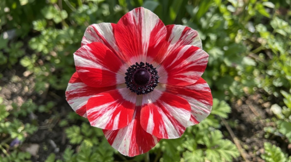 Anemone coronaria 'Mistral Tigre' - Harding & Bloom