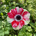 Anemone coronaria 'Mistral Tigre' - Harding & Bloom