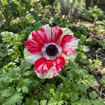 Anemone coronaria 'Mistral Tigre' - Harding & Bloom