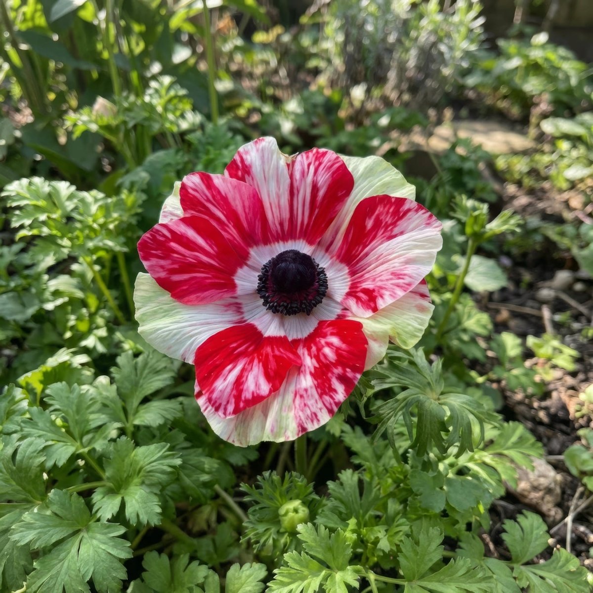 Anemone coronaria 'Mistral Tigre' - Harding & Bloom
