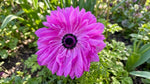 Anemone coronaria 'Levante Fucsia' - Harding & Bloom