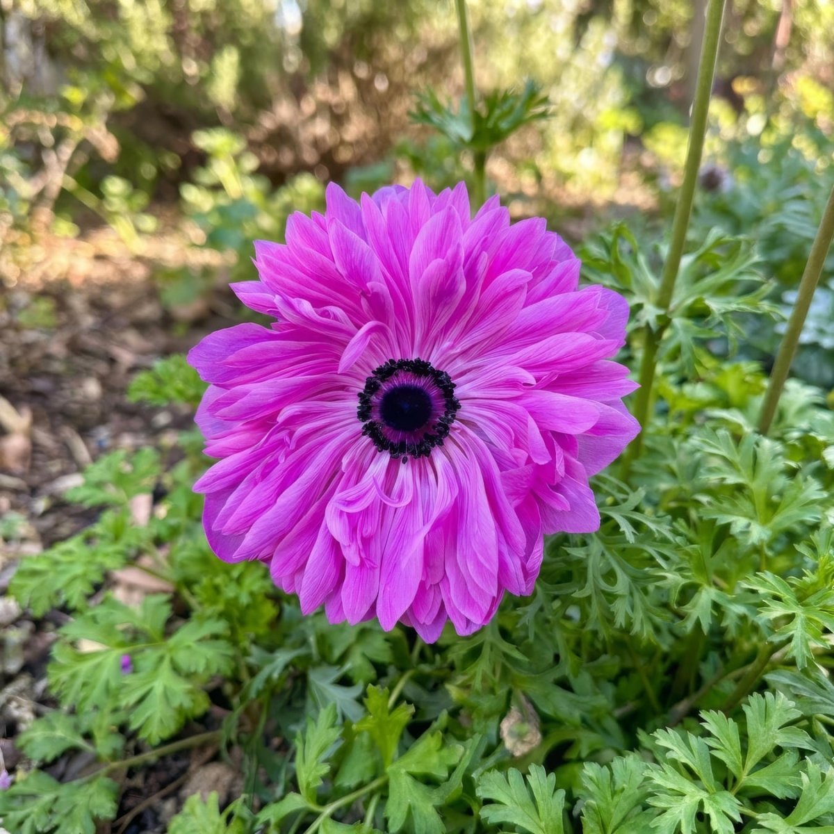 Anemone coronaria 'Levante Fucsia' - Harding & Bloom
