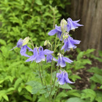 Aquilegia alpina (Columbine) – perennial garden photograph 1