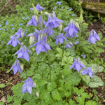 Aquilegia alpina (Columbine) – perennial garden photograph 2
