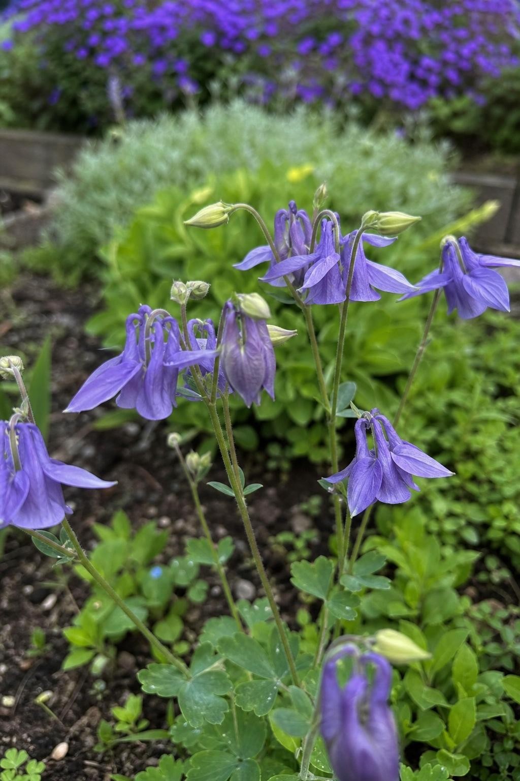 Aquilegia alpina (Columbine) – perennial garden photograph 3