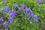 Aquilegia alpina (Columbine) – perennial garden photograph 4
