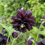 Aquilegia vulgaris - ‘Black Barlow’ (Columbine) – perennial garden photograph 1