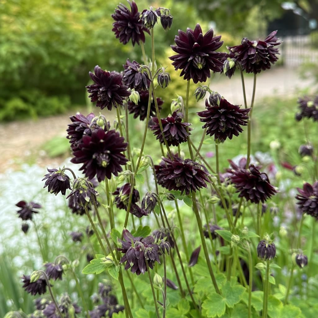 Aquilegia vulgaris - ‘Black Barlow’ (Columbine) – perennial garden photograph 2