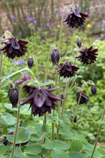 Aquilegia vulgaris - ‘Black Barlow’ (Columbine) – perennial garden photograph 3