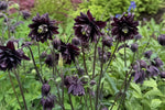 Aquilegia vulgaris - ‘Black Barlow’ (Columbine) – perennial garden photograph 4