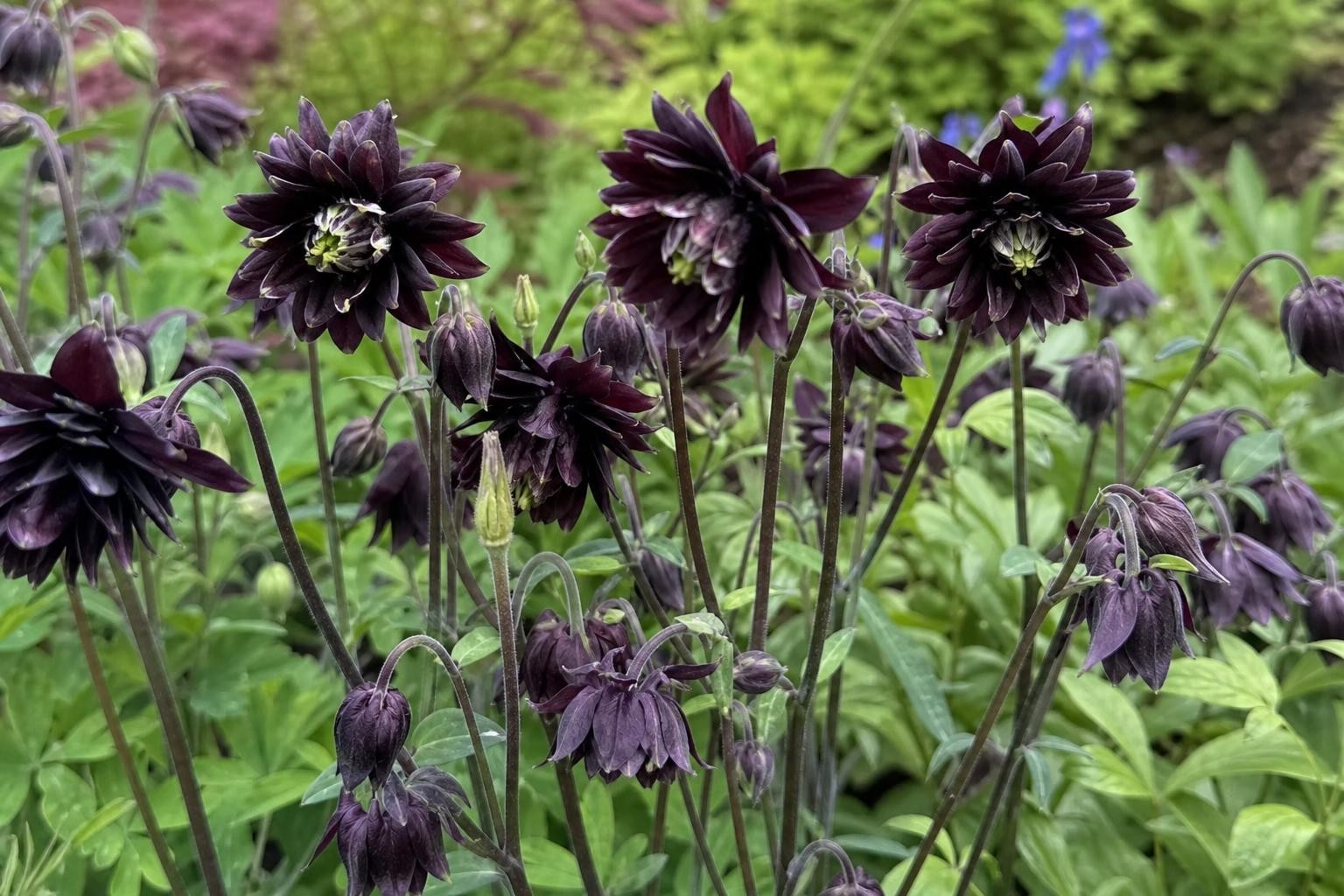 Aquilegia vulgaris - ‘Black Barlow’ (Columbine) – perennial garden photograph 4