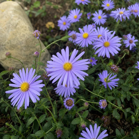 Aster alpinus – perennial garden photograph 1