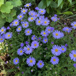 Aster alpinus – perennial garden photograph 2