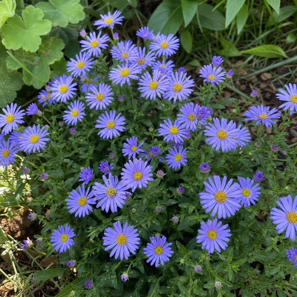 Aster alpinus – perennial garden photograph 2