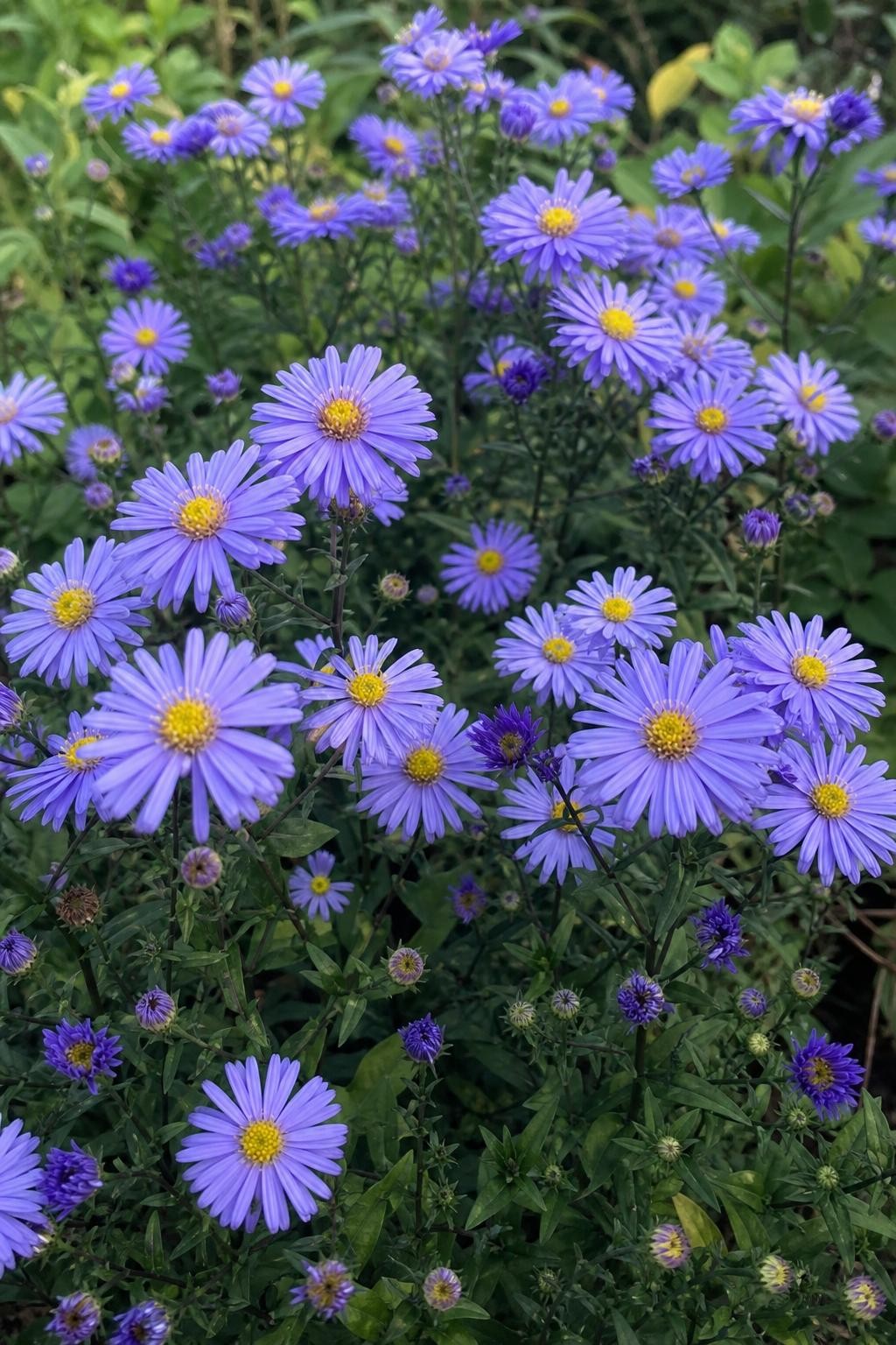Aster alpinus – perennial garden photograph 3