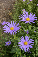 Aster × frikartii - ‘Mönch’ – perennial garden photograph 3