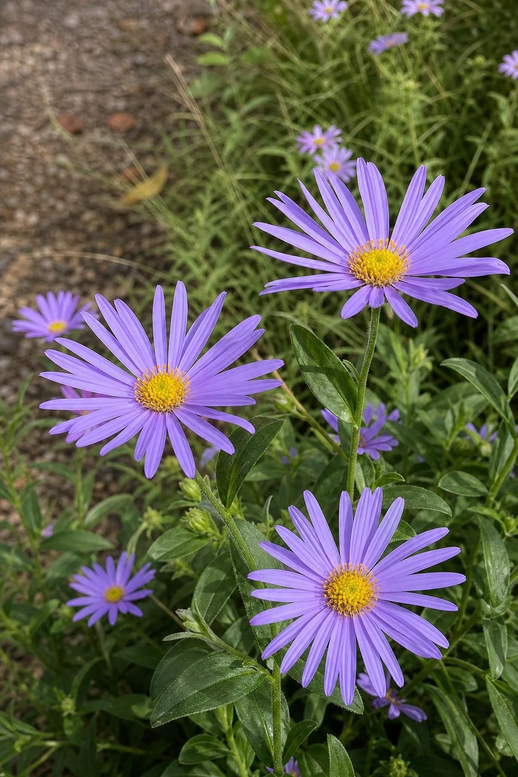 Aster × frikartii - ‘Mönch’ – perennial garden photograph 3