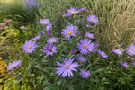 Aster × frikartii - ‘Mönch’ – perennial garden photograph 4