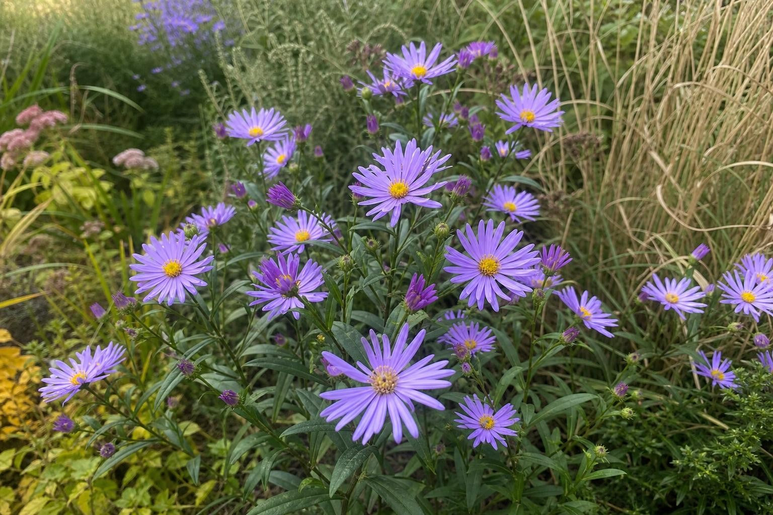 Aster × frikartii - ‘Mönch’ – perennial garden photograph 4