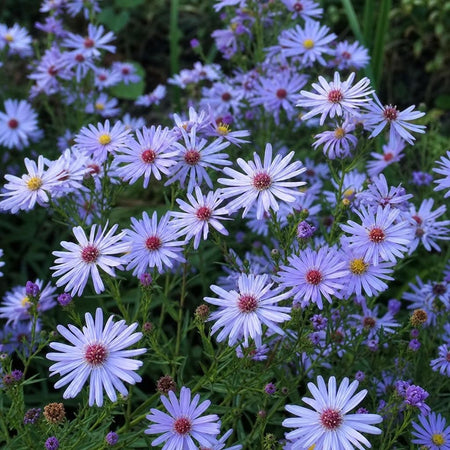 Aster - ‘Little Carlow’ – perennial garden photograph 1