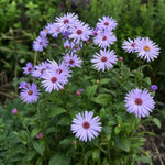Aster - ‘Little Carlow’ – perennial garden photograph 2